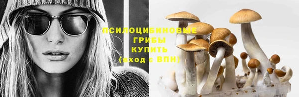 амф Зеленокумск